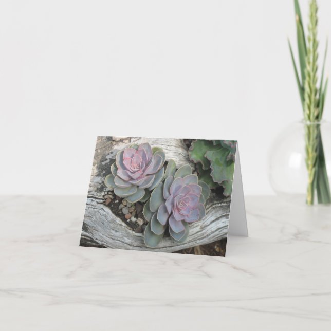 Tarjeta de nota suculenta de Ecehveria (Anverso)