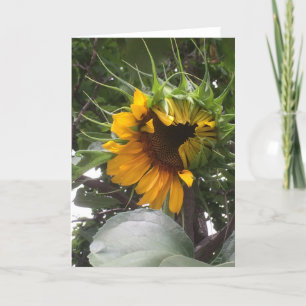 Tarjeta de nota tímida del girasol