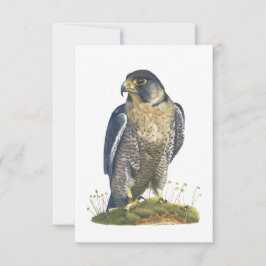 Tarjeta de nota tipo postal Peregrine Falcon