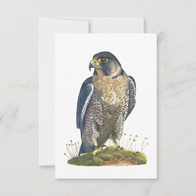 Tarjeta de nota tipo postal Peregrine Falcon (Anverso)