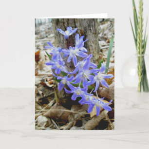 Tarjeta de nota Wild Hyacinths
