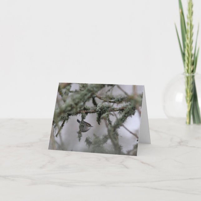 Tarjeta de nota Wren and Moss Blank de Bewick (Anverso)