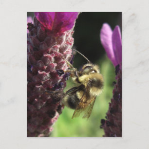 Tarjeta de notas Bumblebee