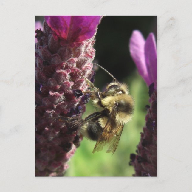 Tarjeta de notas Bumblebee (Anverso)