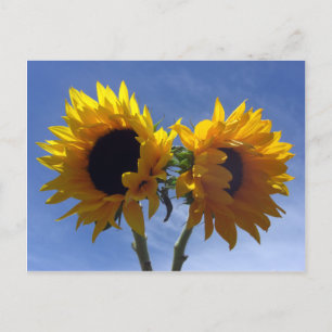 Tarjeta de notas de dos girasoles