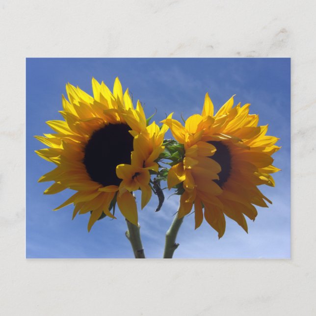 Tarjeta de notas de dos girasoles (Anverso)