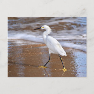 Tarjeta de notas de la naturaleza de la garceta bl