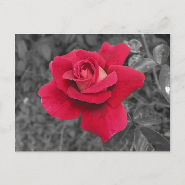 Tarjeta de notas de la rosa roja blanca negra (Anverso)