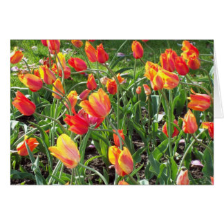 tarjeta de notas de Tulips naranja