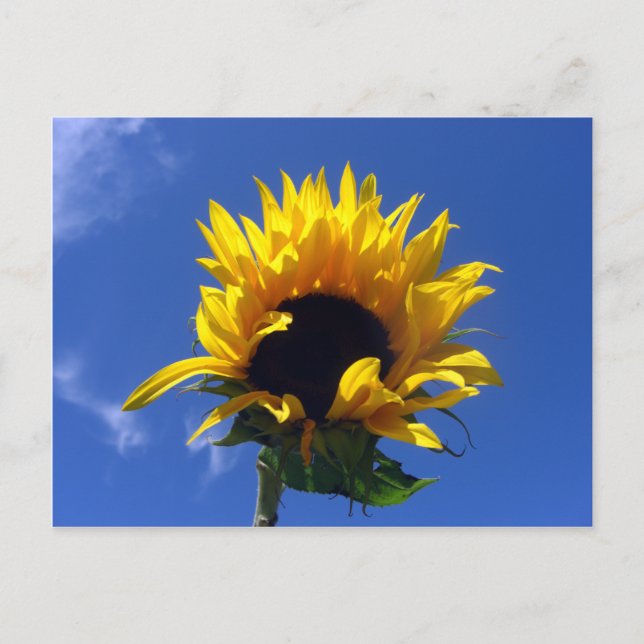 Tarjeta de notas resaltada de Sunflower Sunrise (Anverso)