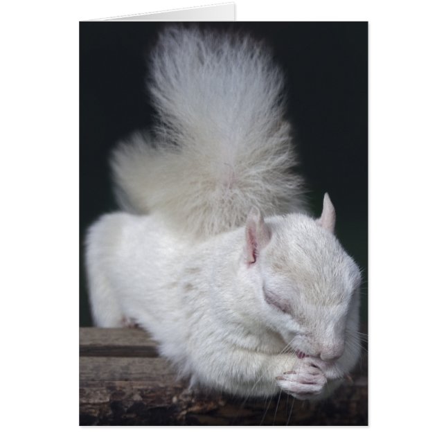 Tarjeta de nuez del rezo (Frente)