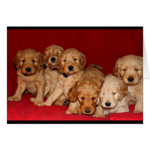 Tarjeta de Ocasión Goldendoodle Puppy