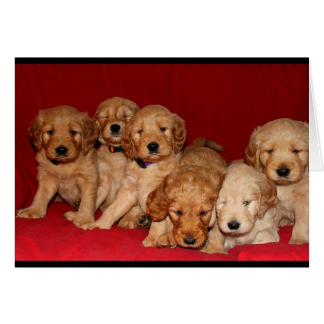 Tarjeta de Ocasión Goldendoodle Puppy (Anverso (Horizontal))