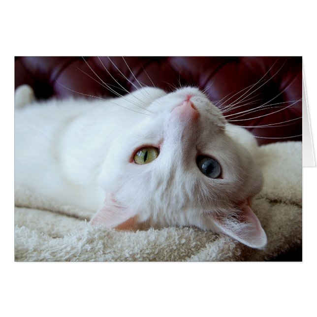 Tarjeta de ojos extraños para el gato de Angora tu (Anverso (Horizontal))