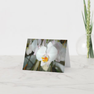 Tarjeta de Orquídea de Polilla Blanca