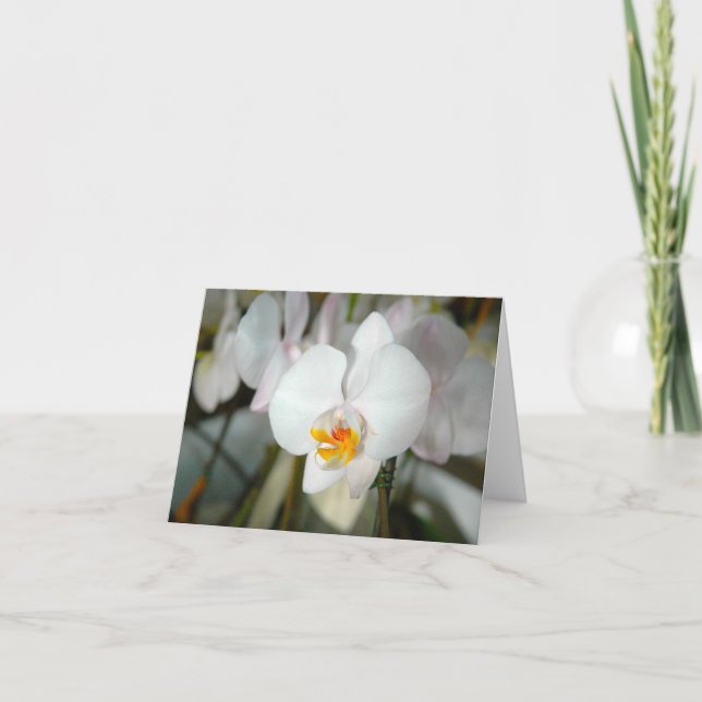 Tarjeta de Orquídea de Polilla Blanca (Anverso)