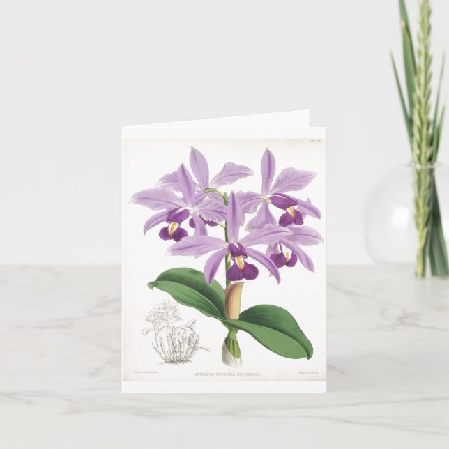 Tarjeta de orquídeas botánicas vintage (Anverso)