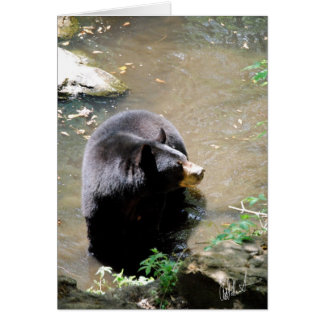 Tarjeta De Oso
