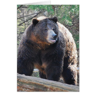 Tarjeta De Oso