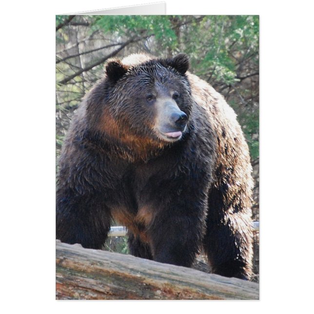 Tarjeta De Oso (Frente)