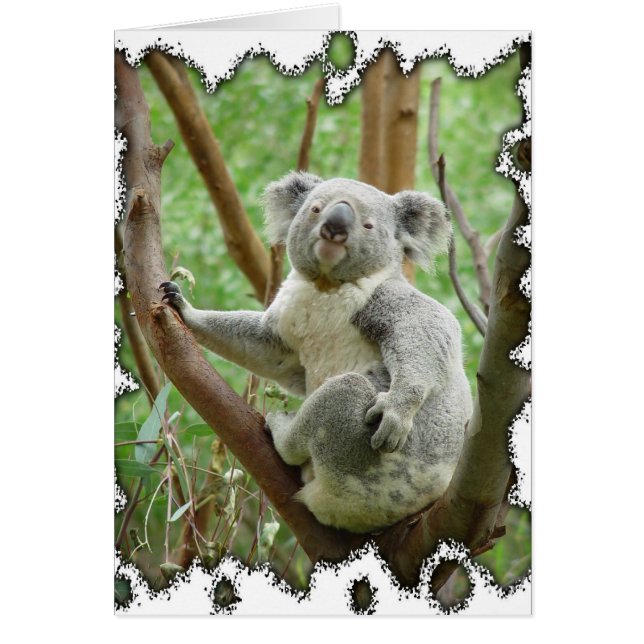 Tarjeta de Oso de Koala (Frente)