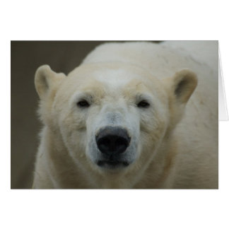 Tarjeta de oso polar