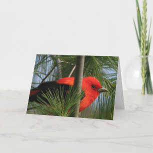Tarjeta de O'Tanager del escarlata