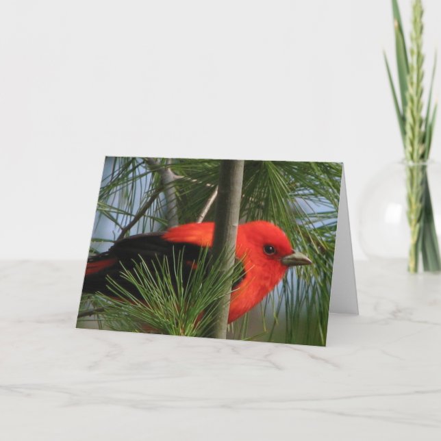 Tarjeta de O'Tanager del escarlata (Anverso)