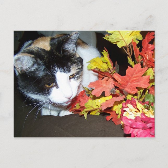 Tarjeta de Otoño de Gato Calico (Anverso)
