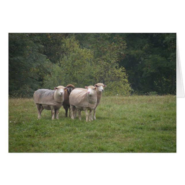 Tarjeta de oveja (Anverso (Horizontal))