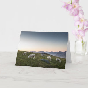 Tarjeta de oveja de las islas Lofoten