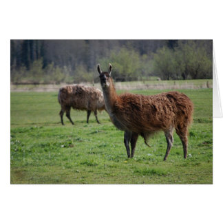Tarjeta de país Llama