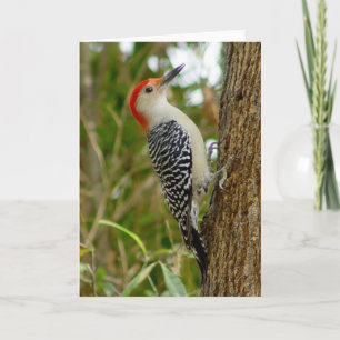 Tarjeta de pájaro carpintero