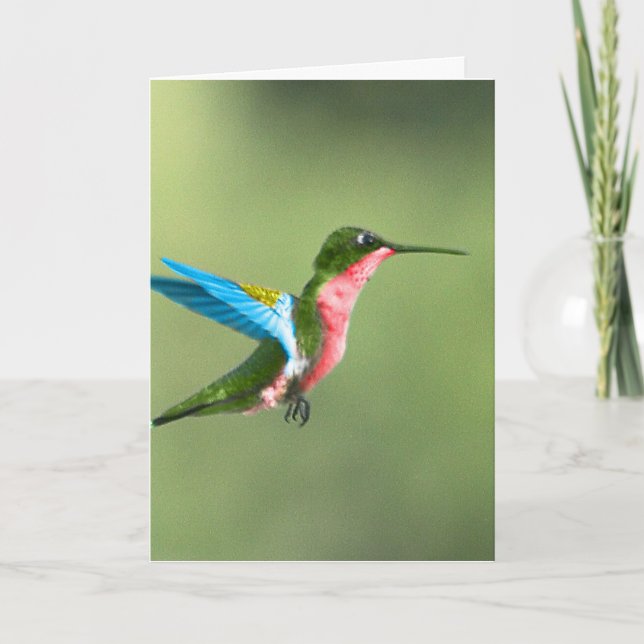 Tarjeta de pájaro para todas las ocasiones. (Anverso)