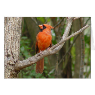 Tarjeta de pájaro rojo de perfil cardinal del nort
