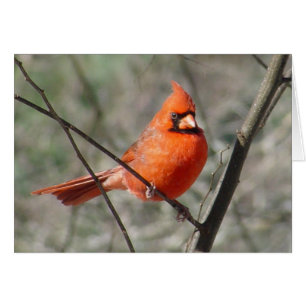 Tarjeta de pájaro rojo del cardenal norte del boni