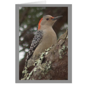 Tarjeta de pájaros carpinteros
