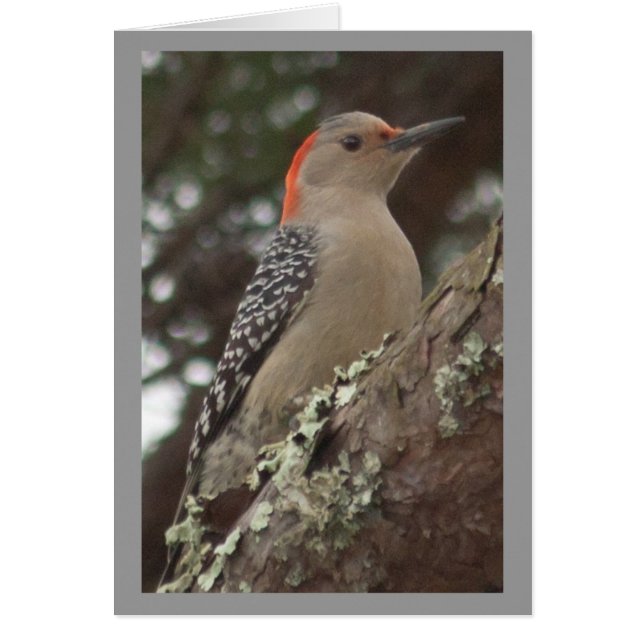 Tarjeta de pájaros carpinteros (Frente)