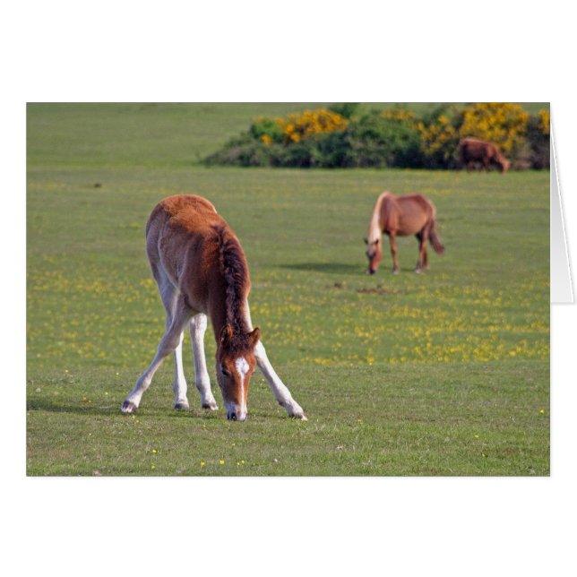 Tarjeta de papel (Anverso (Horizontal))