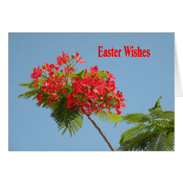 Tarjeta de Pascua con flor real de Poinciana (Anverso (Horizontal))