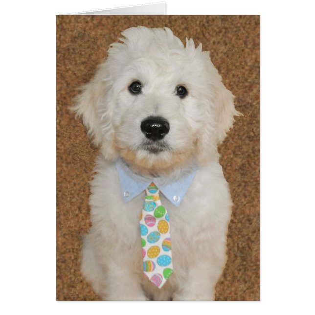 Tarjeta de pascua del perrito de Goldendoodle (Frente)