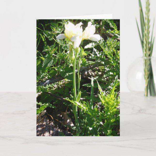 Tarjeta de Pascua "Iris Barbudo Goldkist" (Anverso)