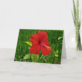 Tarjeta de Pascua "Nebraskan Hibiscus"
