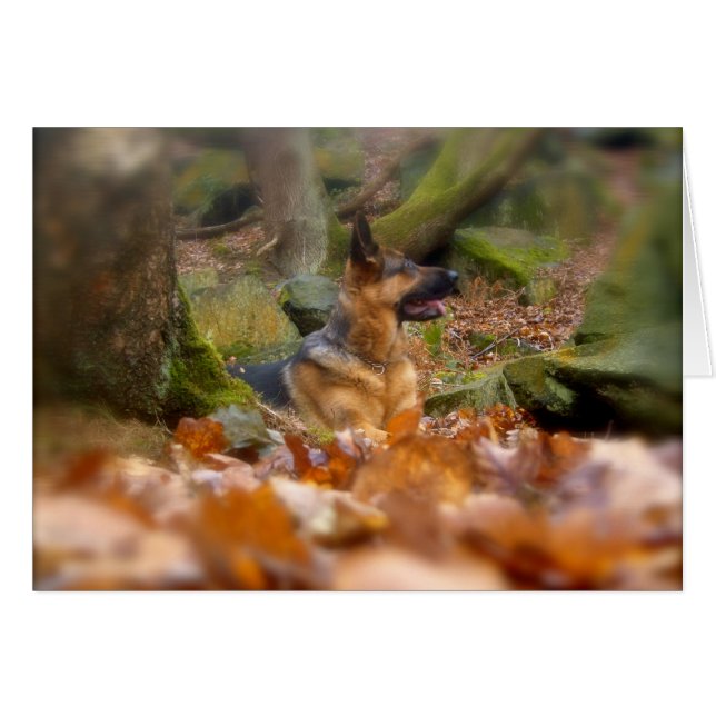 Tarjeta de Pastor Alemana de Otoño (Anverso (Horizontal))