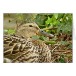 Tarjeta de pato mallard femenina