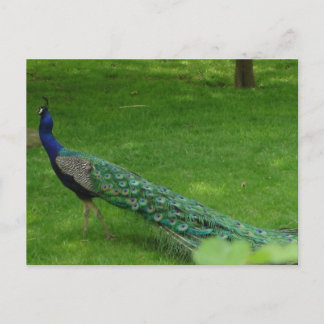 Tarjeta de pavo real colorida