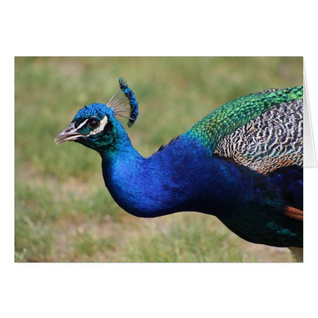 Tarjeta de Peacock (Anverso (Horizontal))