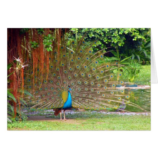 Tarjeta de Peacocok (Anverso (Horizontal))