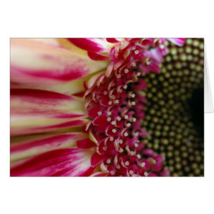 Tarjeta de pedal de Gerbera a rayas