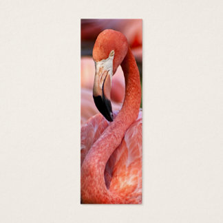 Tarjeta de perfil Flamingo